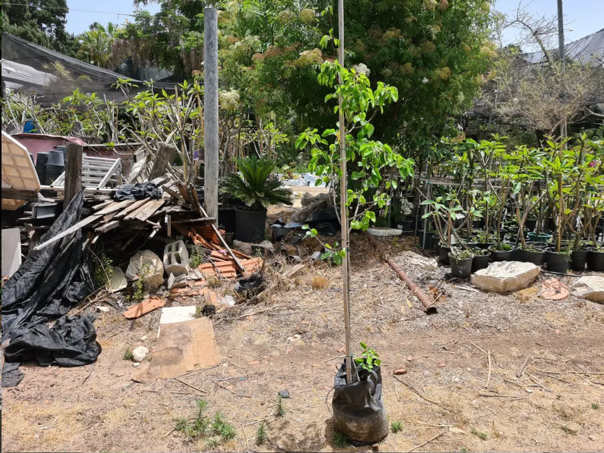 אגס קליריאנה