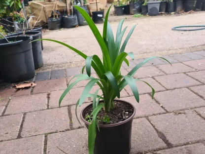 אגפנתוס בתחילת פברואר