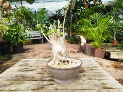 בונסאי אדניון בקערת מוקה