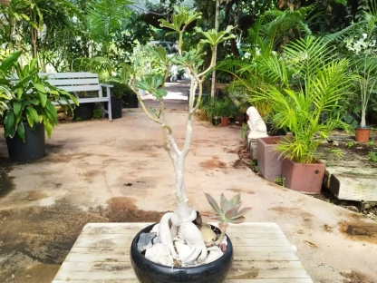 בונסאי אדניון בעציץ סיגון שחור