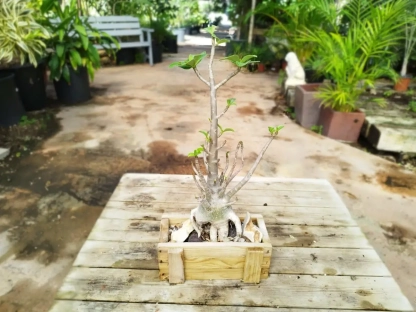 אדניון צעיר באדנית עץ