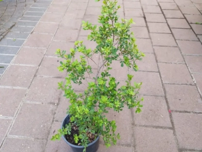 אוג מוקרנטה - אוג מסולסל