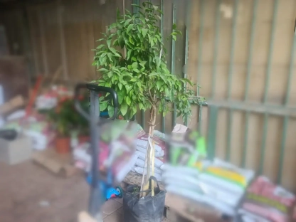 עץ מנדרין אור 25-ליטר