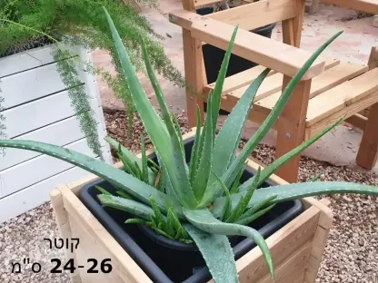 אלוי רפואי "אלוורה" קוטר מיכל 24 - 26 סנטימטרים: