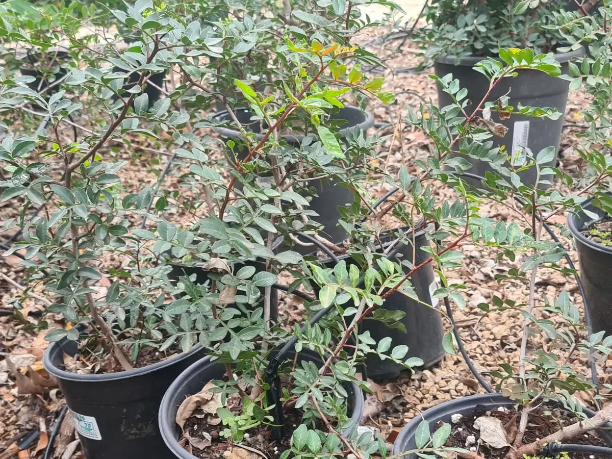 אלת המסטיק
