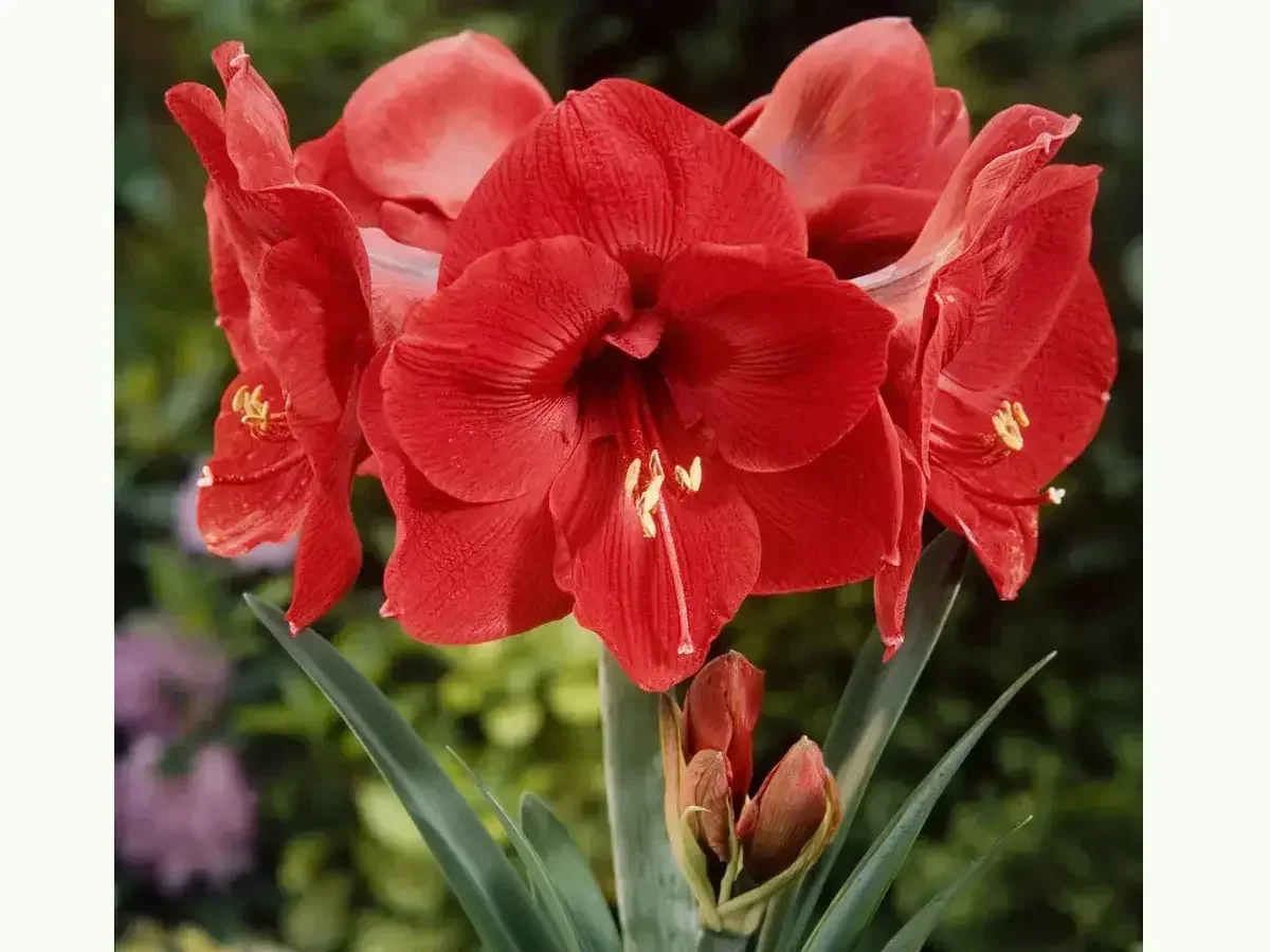 פקעות אמריליס אדום