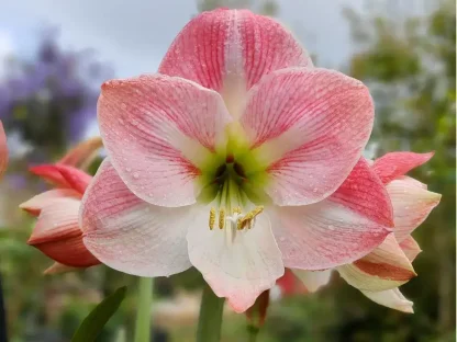 פקעות אמריליס ורוד