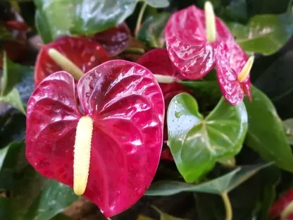 אנטוריום פריחה אדומה