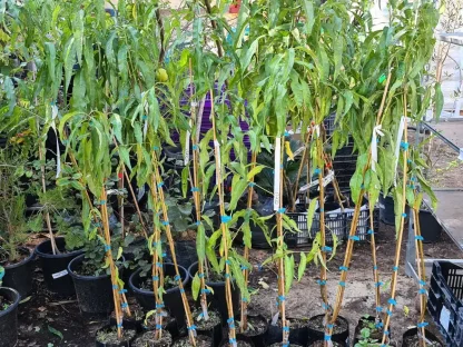 אפרסק מצוי עודד