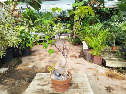 ברכיכיטון בונסאי בעציץ טרקוטה נמוך