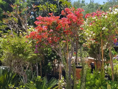 בוגנוליאה נאה על גזע 50 ליטר