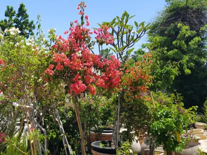 בוגנוליאה נאה על גזע 50 ליטר