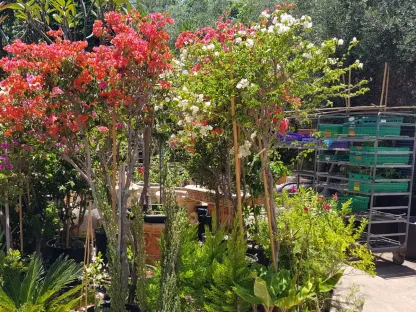 בוגנוליאה נאה על גזע 50 ליטר