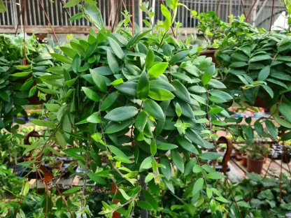 בישנית (אשיננטוס ) יפה