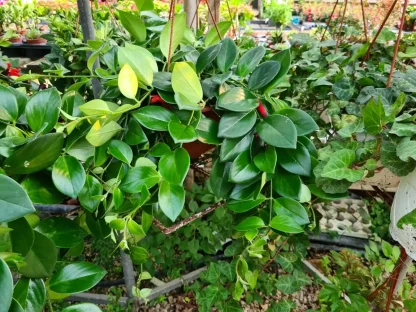 בישנית (אשיננטוס ) יפה