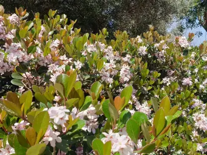 בן עוזרר הודי ורוד בהיר