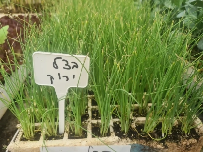 שתילוני בצל ירוק