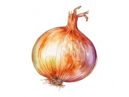 איור בצל לבן מ Openclipart