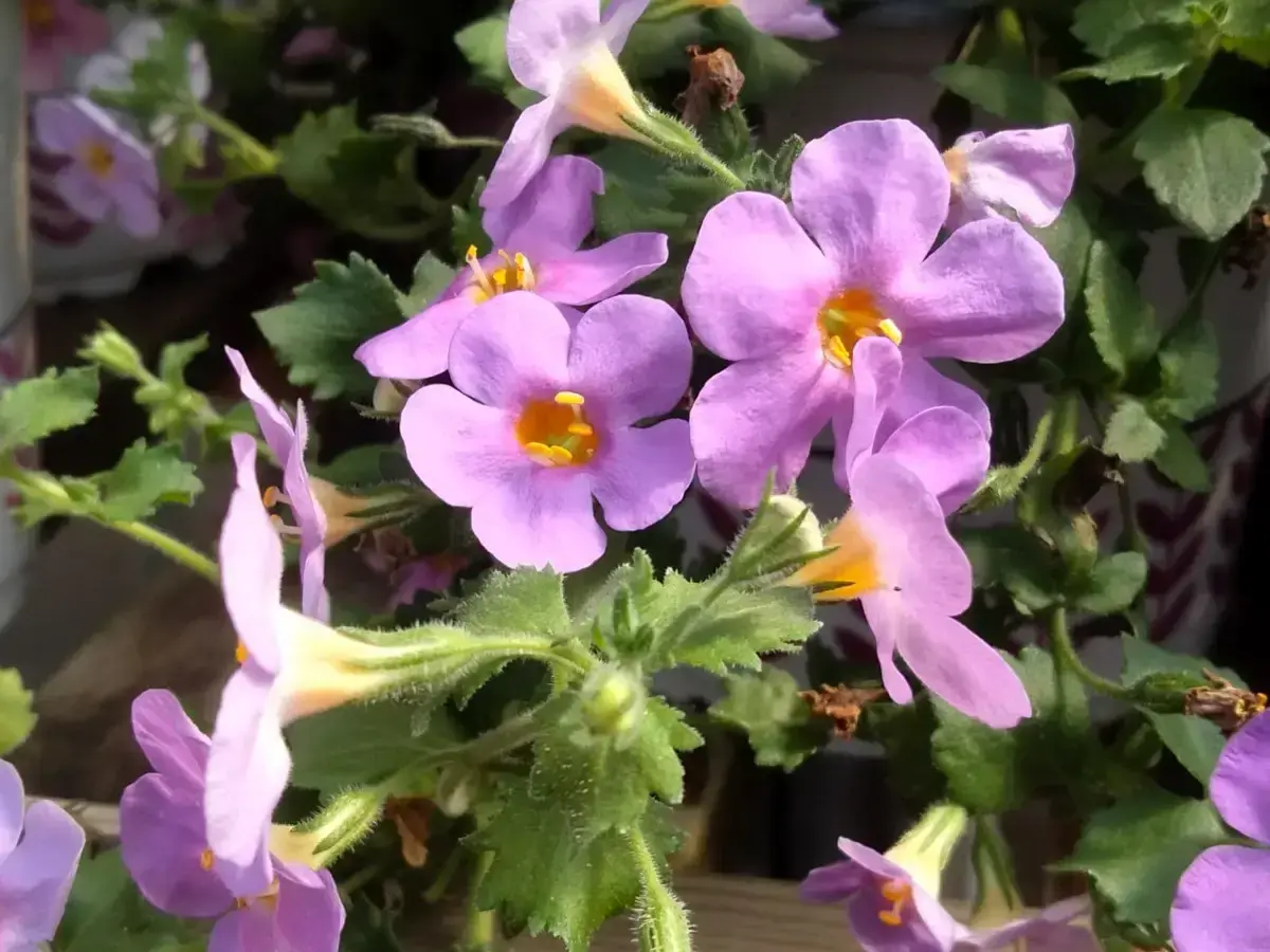 בקופה (ורוד)