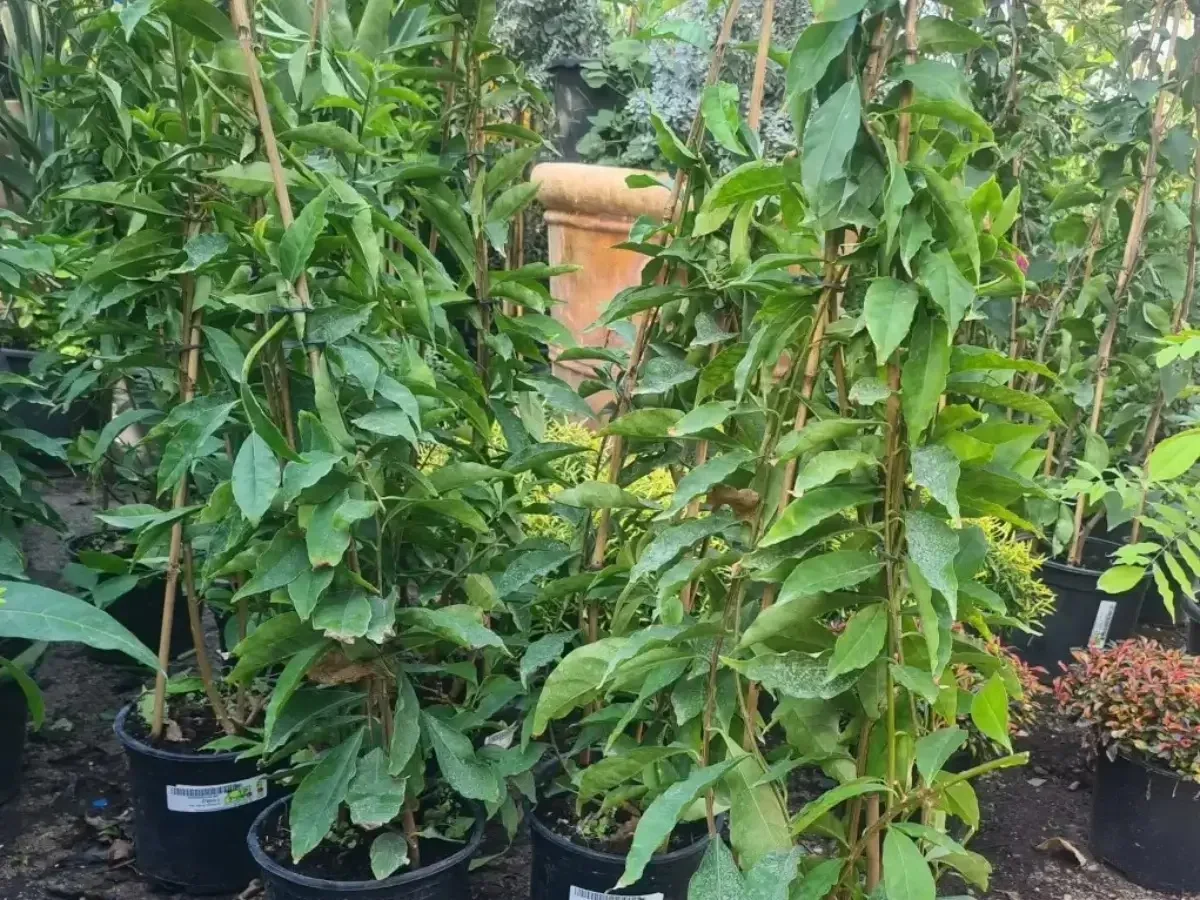 ברונפלסיה גביענית – עלווה ירוקה מבריקה לצל חלקי