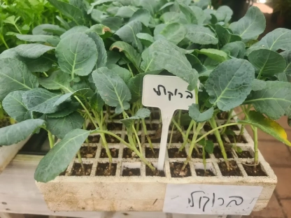 שתילי ברוקולי