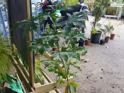 ברכיכיטון אדרי בדלי קוטר 24 - 26