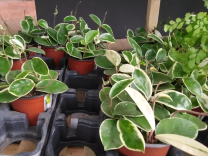 בת-שבע מטפסת ע. 9 ס"מ קוטר