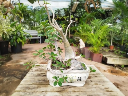 פיקוס גרין איילנד מעוצב באדנית חרסינה מעוטרת