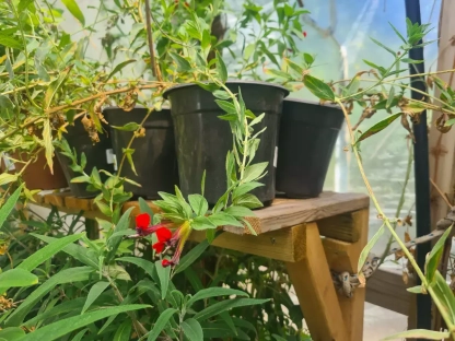 גבנון מקסיקני 'טייני מיס' פריחה באדום עז