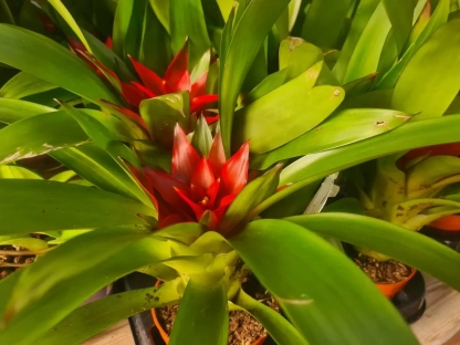 גזמניה לשונית אמפייר