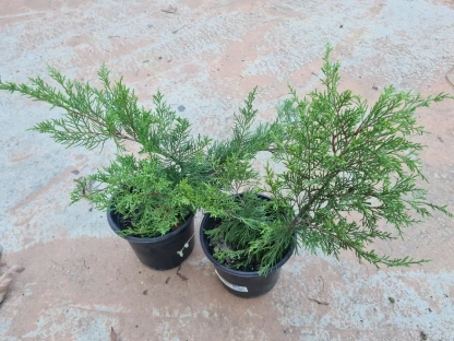 ערער סיני 'גולד קוסט'