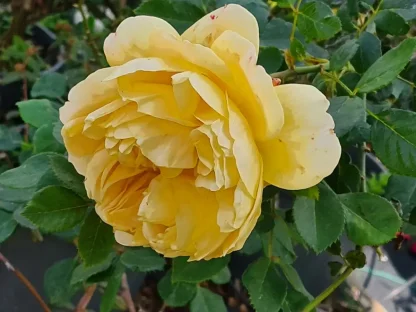 ורד מטפס 'גולדן שאורס'