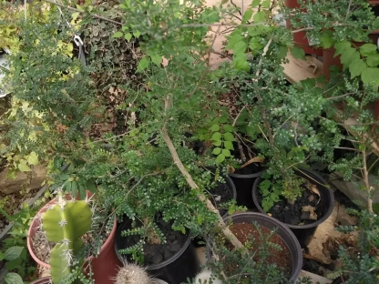 אופוקוליקריה דקארי