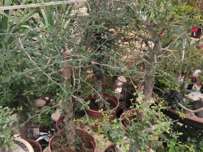 אופוקוליקריה דקארי