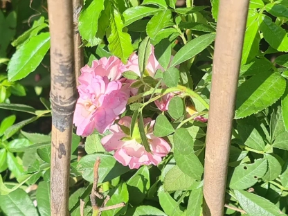 ורד בכותי 'גרדן דירקטור'