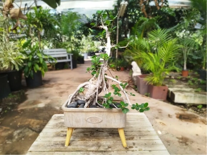 פיקוס גרין איילנד מעוצב באדנית על רגלי עץ