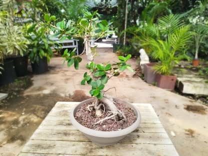 פיקוס גרין איילנד מעוצב שתול בעציץ פלסטיק אפור