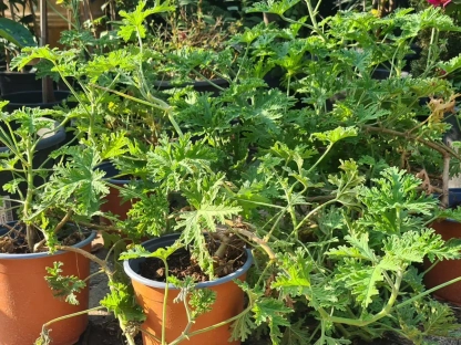 פלרגוניום חריף (גרניום לימוני)