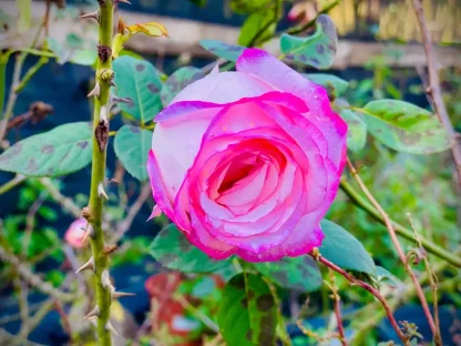 ורד (כלאי תה) דאבל דילאט אדום-לבן