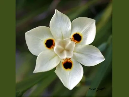 דיאטס דו גוני