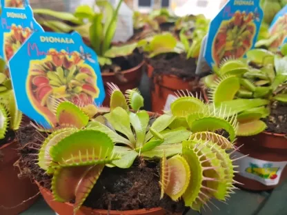 דיונאה בקוטר עציץ 9 ס"מ