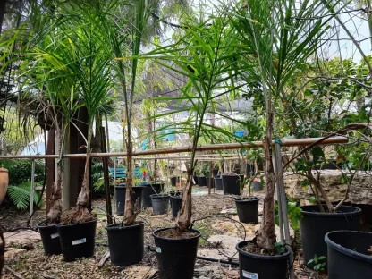 ארקית רומנזוף (דקל הקוקוס)