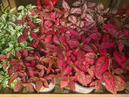 היפואסטס משובל עלווה מגוונת בשלל צבעים