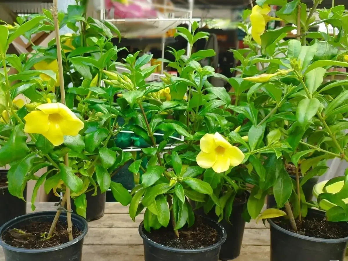 אלמנדה קתרטית