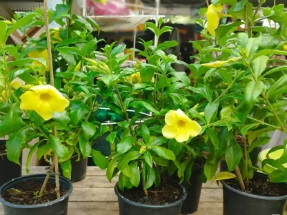 אלמנדה קתרטית