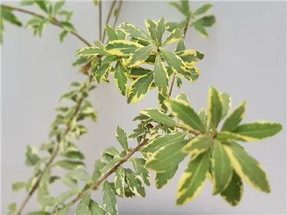 פיטוספורום יפני מגוון  הרמלין