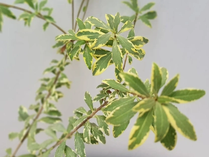 פיטוספורום צר עלים מגוון הרמלין