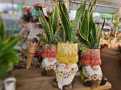 סנסיווריה צהוב שוליים בכובע של גמד