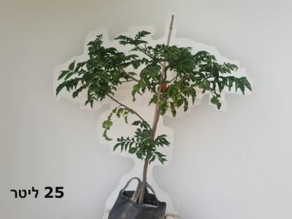 וומפי ב-25ליטר