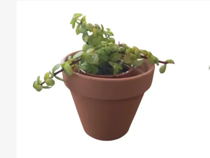 רגלנית אפריקנית בערכת שתילה אישית